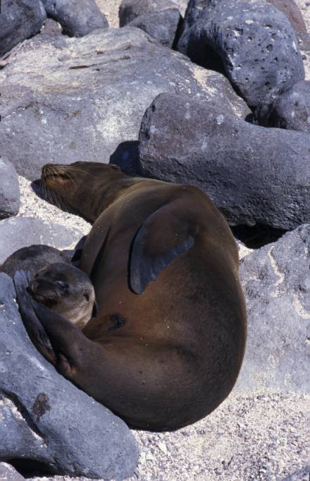 Lobos marinos