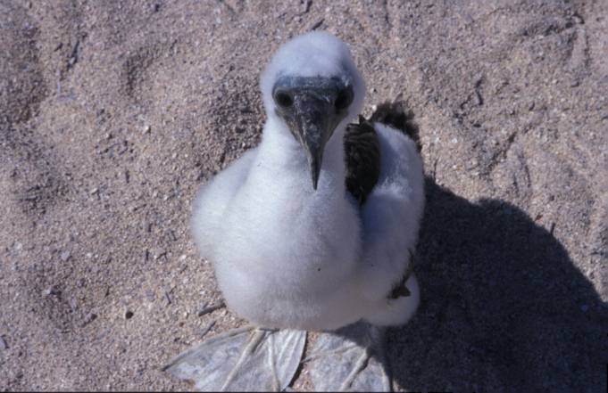 Pollo de piquero