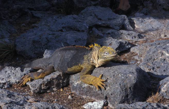 Iguana terrestre