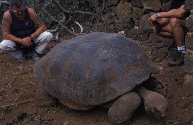 Galápago gigante de Galápagos