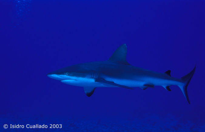 Tibur�n gris de arrecife