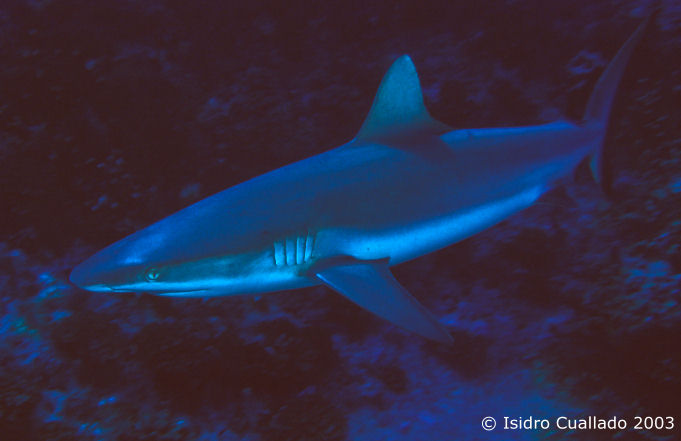 Tibur�n gris de arrecife