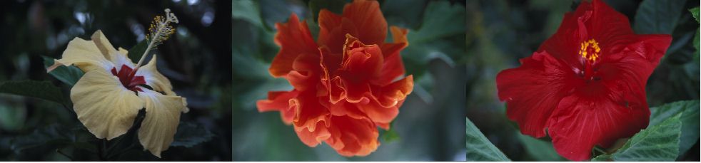 Hibiscos y otras flores