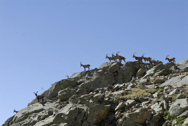 Grupo de cabras ascendiendo a la Portilla del Rey