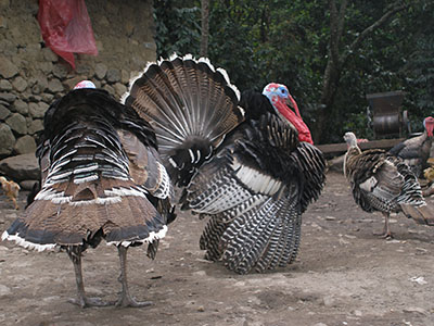 Los pavos