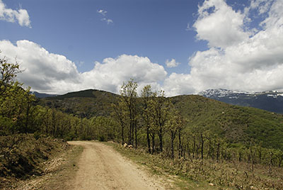 La retama en flor