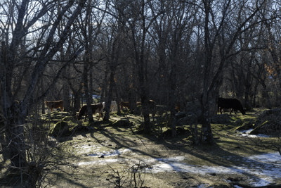 Vacas en La Herrera