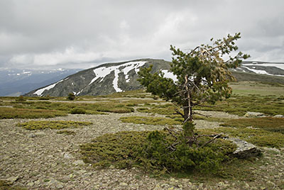 El sufrido pino