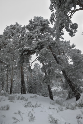 El pinar nevado