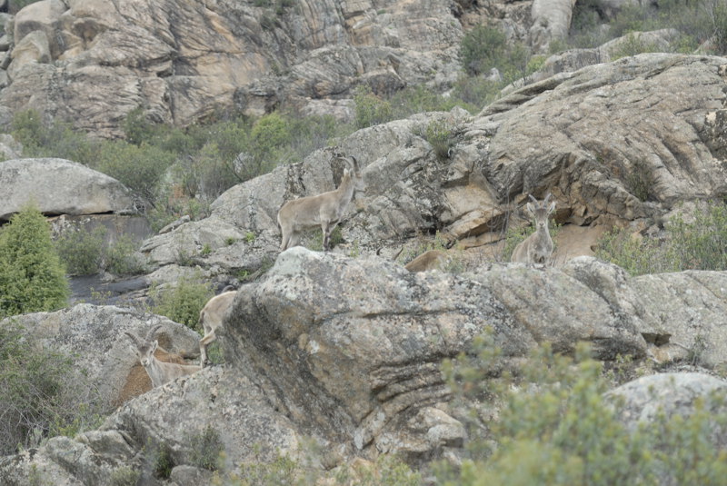 Grupo de cabras