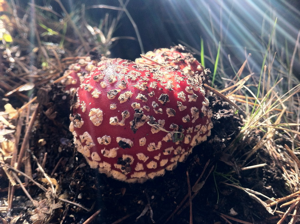 Amanita muscaria