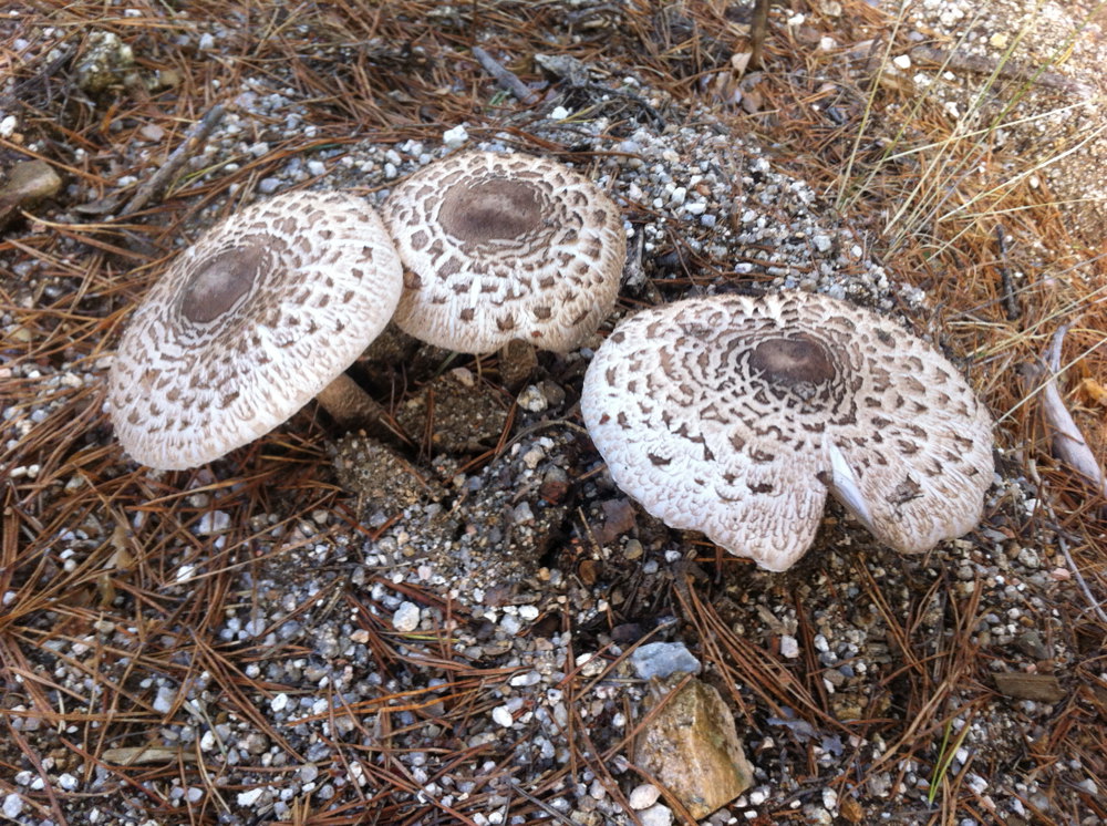 Macrolepiota procera?