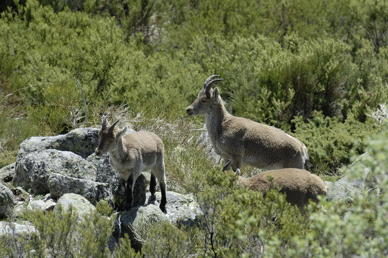 Grupo de hembras entre matorrales