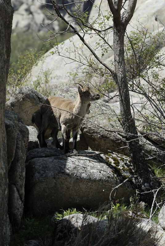 Cabras in fraganti