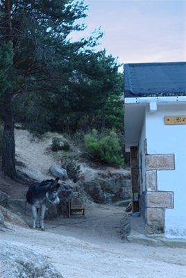 Burro en el refugio de Giner de los Ros