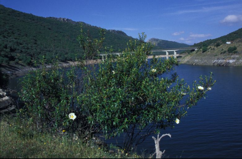 Punto de partida (r&iacute;o Tajo)