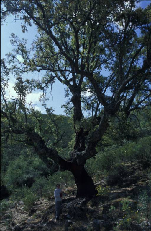 Luci bajo un alcornoque