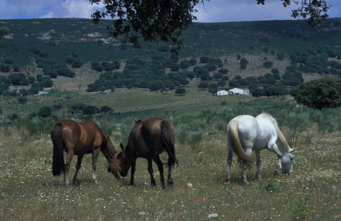 Caballos en la Ca&ntilde;ada