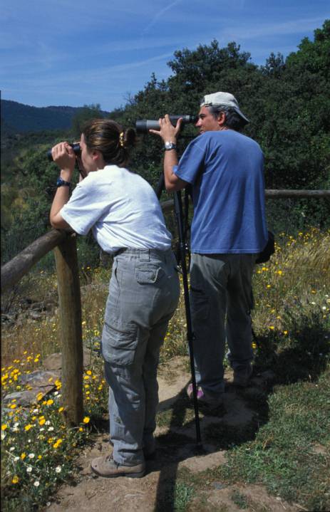 Observando jilgueros
