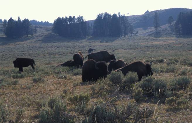 Los bisontes en la pradera