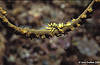 Sulawesi 12/10/2004
