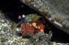 Lembeh 18/10/2004