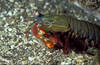 Lembeh 18/10/2004