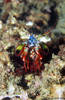 Lembeh 18/10/2004